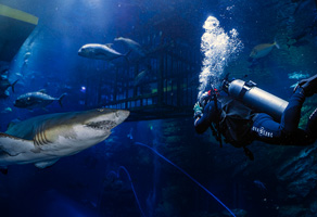 PADI Dubai Aquarium Scuba Diver Course
